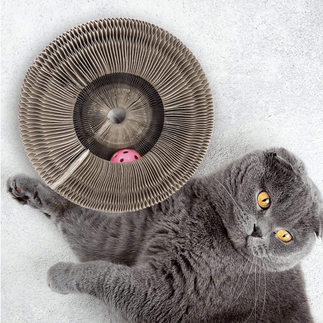 KittyLoop