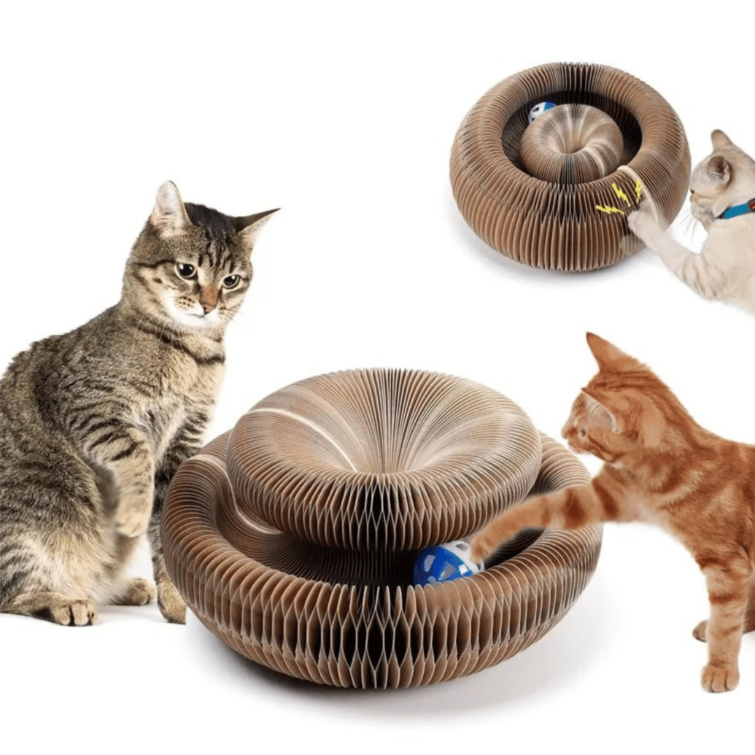 KittyLoop