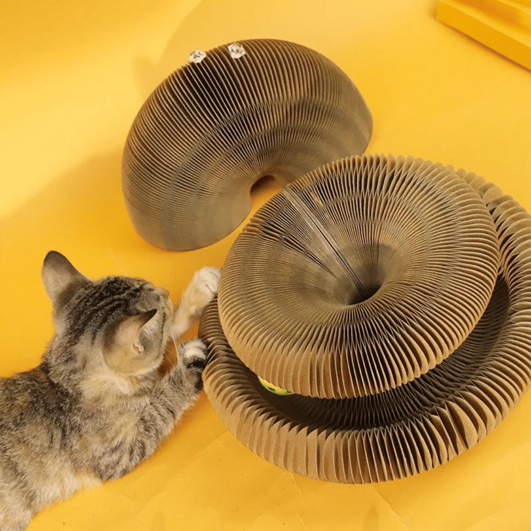 KittyLoop