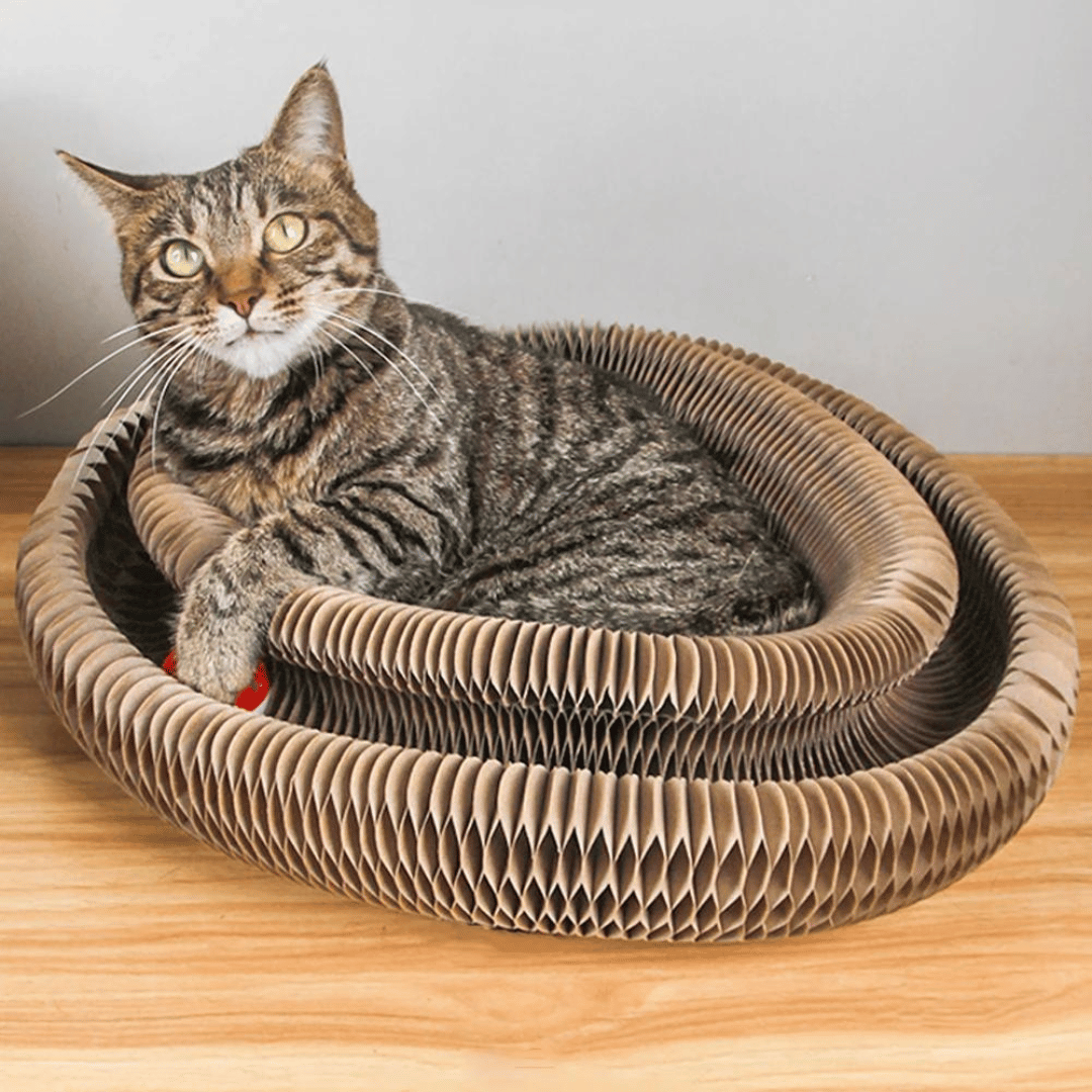 KittyLoop