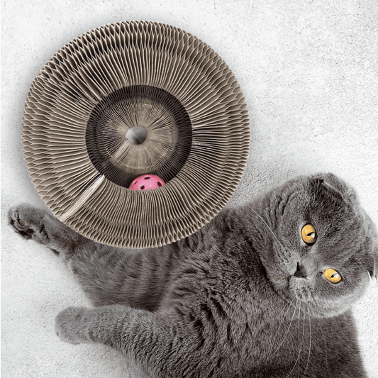 KittyLoop