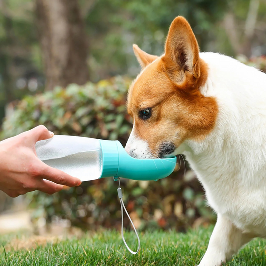 PawCup